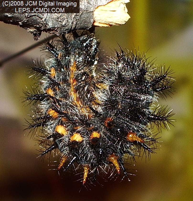 Chalcedon Checkerspot (Euphydryas chalcedona) larvae (pre-pupa) preparing to pupate